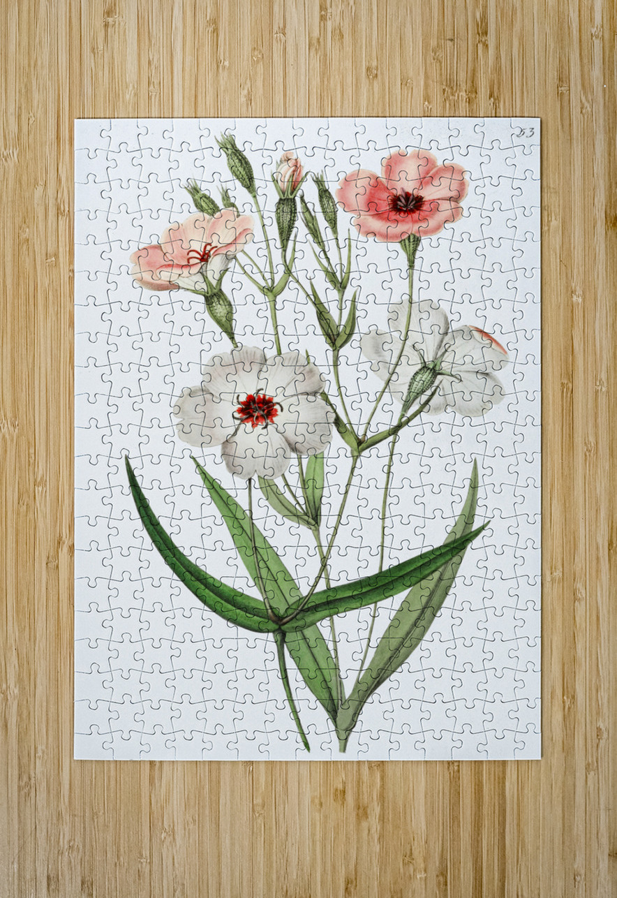 Dark-eyed viscaria from Edwards Botanical Register 1829-1847  by Sydenham Edwards John Lindley and James Ridgway. IStockHistory com Puzzle printing