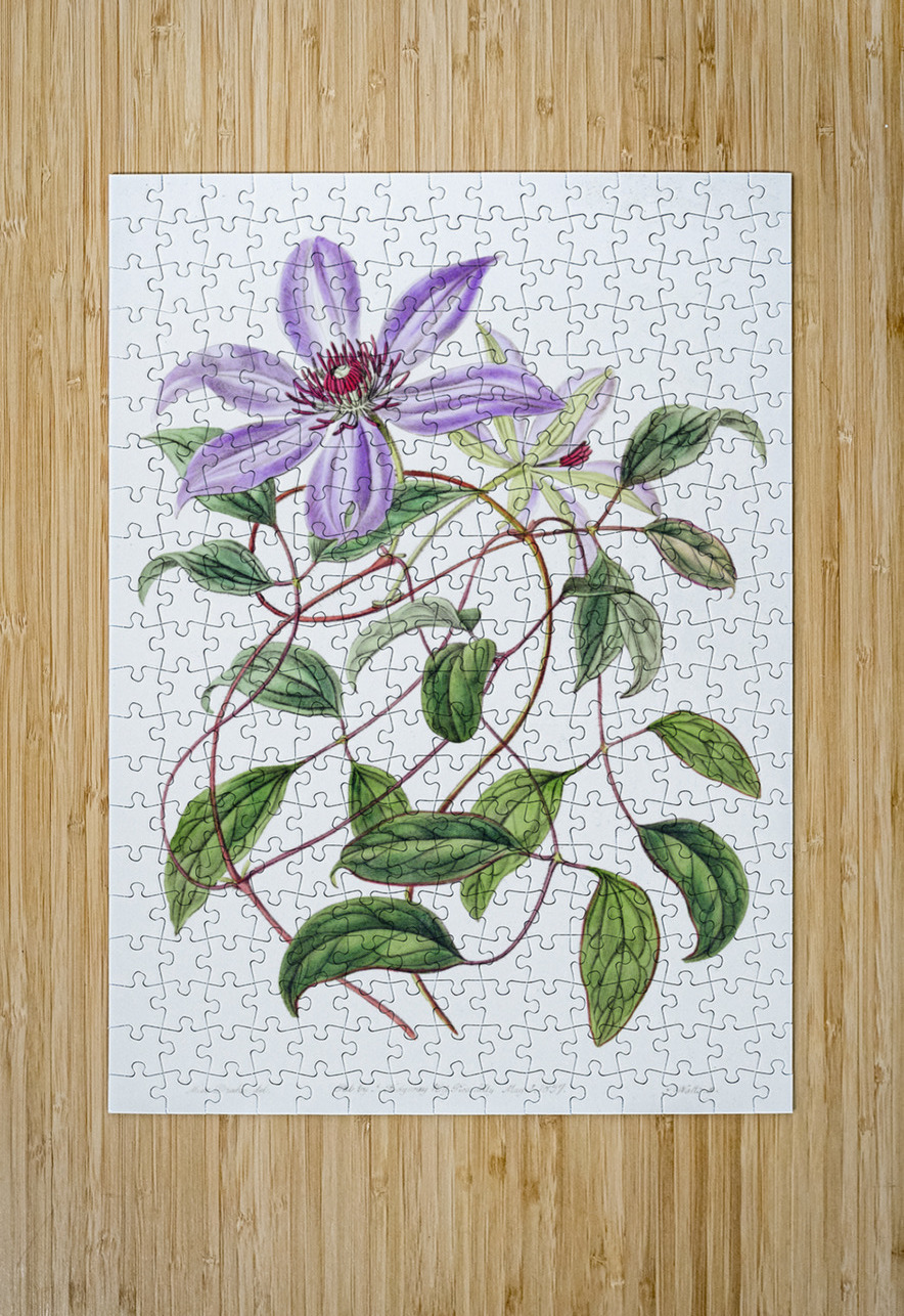 Violet clematis flower from Edwards Botanical Register 1829-1847  by Sydenham Edwards John Lindley and James Ridgway. IStockHistory com Puzzle printing