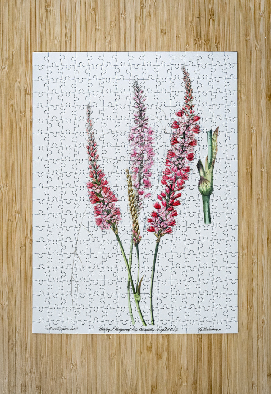 Stem-clasping polygonum from Edwards Botanical Register 1829-1847  by Sydenham Edwards John Lindley and James Ridgway. IStockHistory com Puzzle printing