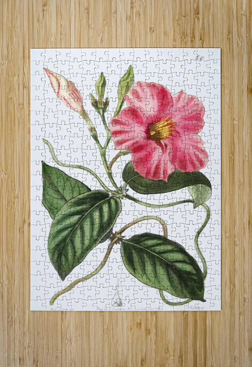 Knob-jointed dipladenia from Edwards Botanical Register 1829-1847  by Sydenham Edwards John Lindley and James Ridgway. IStockHistory com Puzzle printing