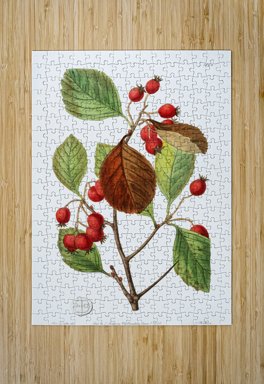 Plum leaved thorn from Edwards Botanical Register 1829-1847  by Sydenham Edwards John Lindley and James Ridgway. IStockHistory com Puzzle printing