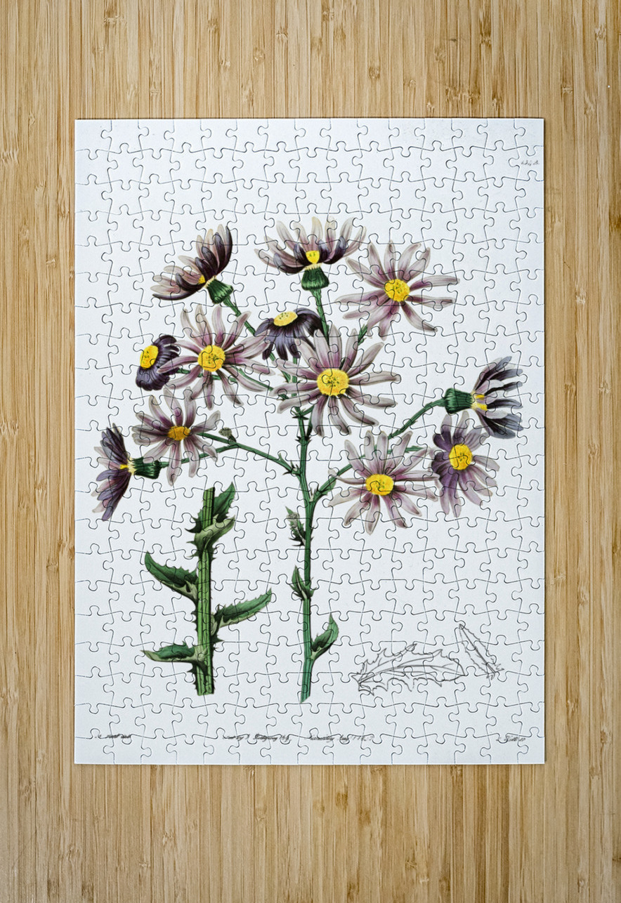 Lilac senecio from Edwards Botanical Register 1829-1847  by Sydenham Edwards John Lindley and James Ridgway. IStockHistory com Puzzle printing