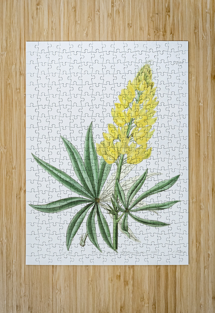 Yellow perennial lupine from Edwards Botanical Register 1829-1847  by Sydenham Edwards John Lindley and James Ridgway. IStockHistory com Puzzle printing