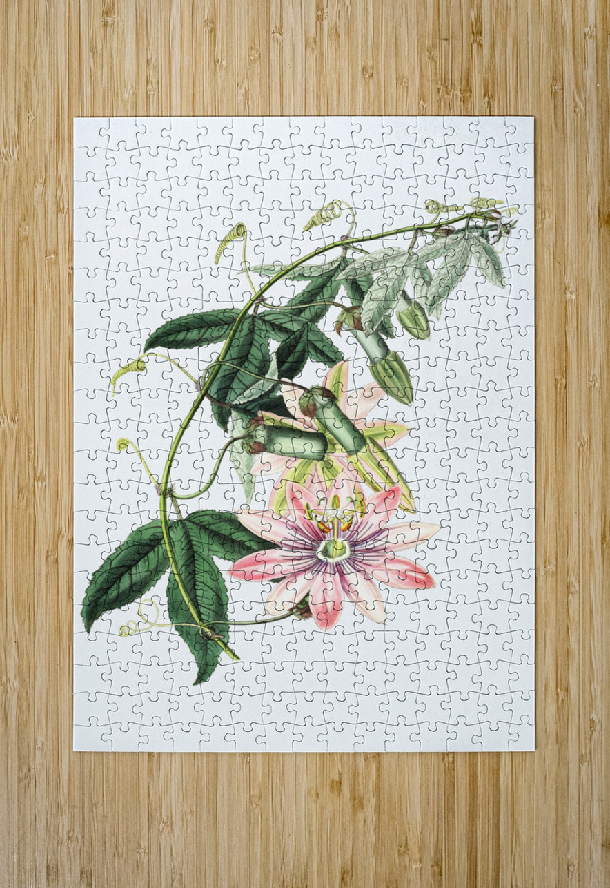 Mrs.Marryats tacsonia from Edwards Botanical Register 1829-1847  by Sydenham Edwards John Lindley and James Ridgway. IStockHistory com Puzzle printing