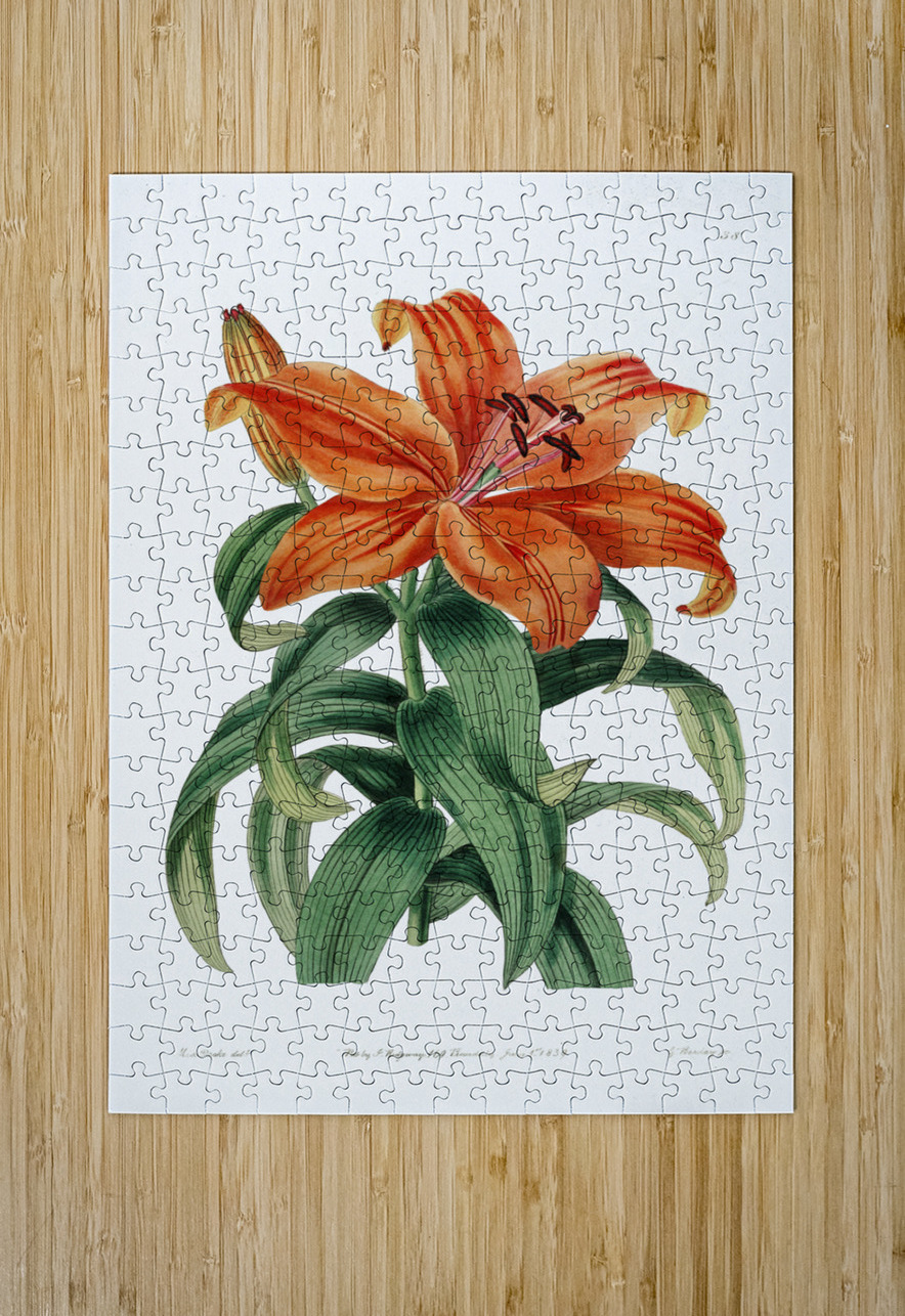 Thunbergs orange lily from Edwards Botanical Register 1829-1847  by Sydenham Edwards John Lindley and James Ridgway. IStockHistory com Puzzle printing