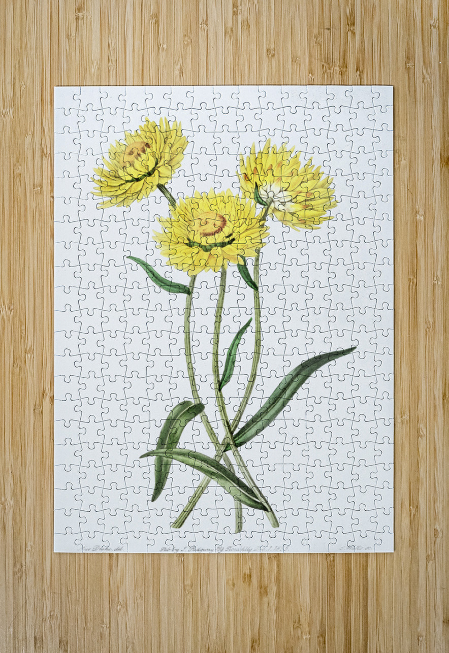 Two-coloured Helichrysum from Edwards Botanical Register 1829-1847  by Sydenham Edwards John Lindley and James Ridgway. IStockHistory com Puzzle printing