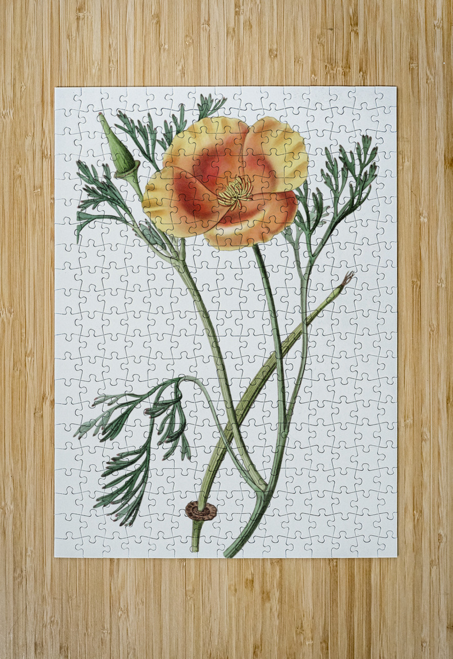 Saffron colored eschscholzia from Edwards Botanical Register 1829-1847  by Sydenham Edwards John Lindley and James Ridgway. IStockHistory com Puzzle printing