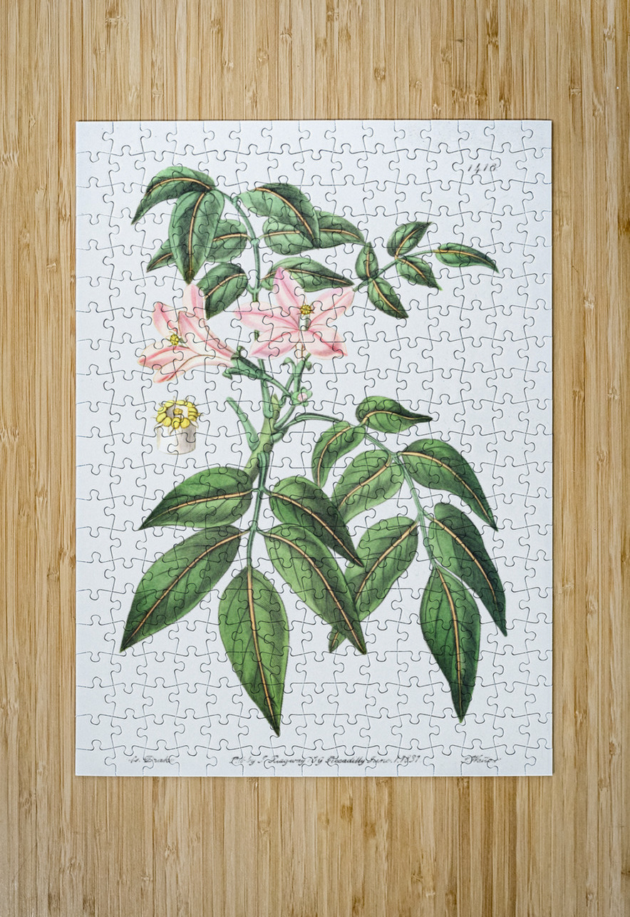 Pink Turraea pinnata from Edwards Botanical Register 1829-1847  by Sydenham Edwards John Lindley and James Ridgway. IStockHistory com Puzzle printing