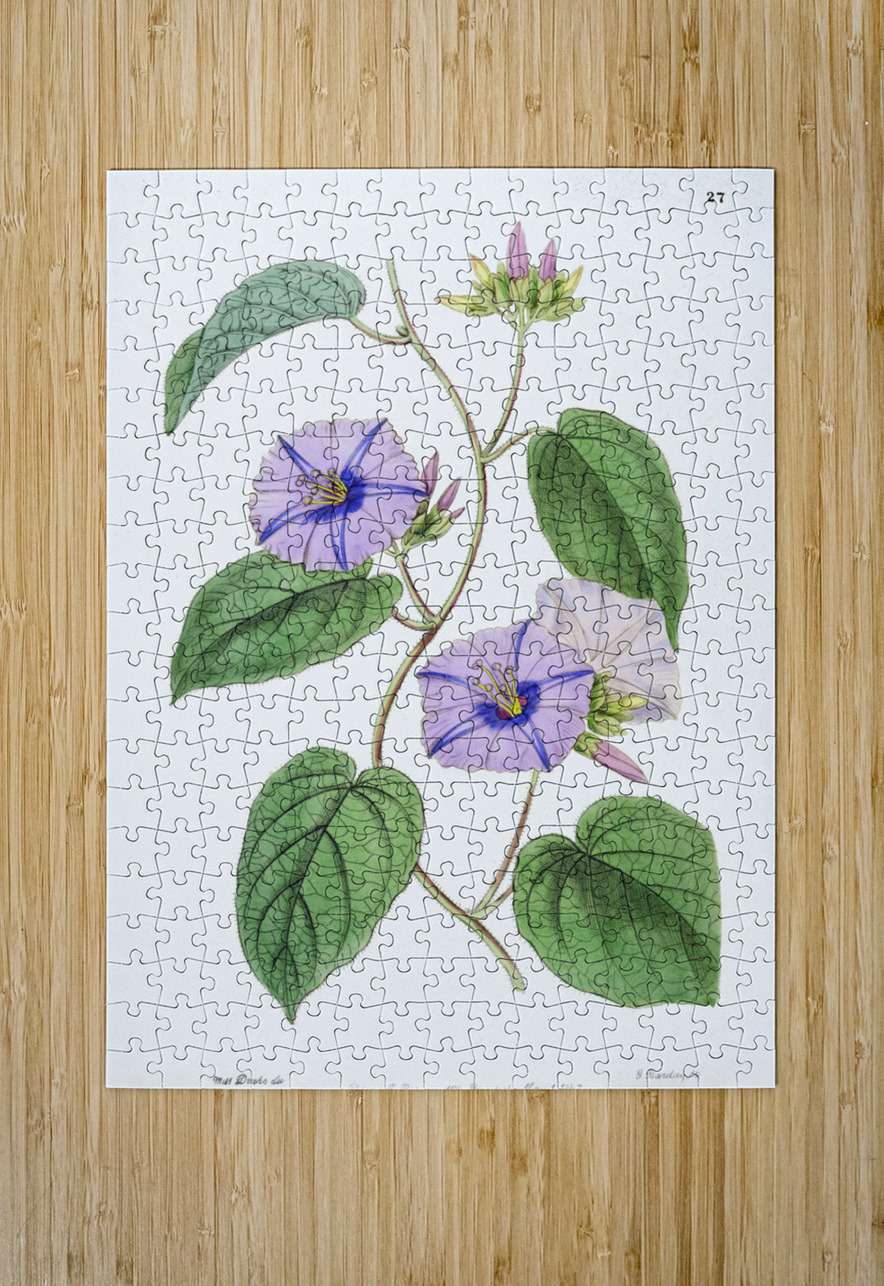 Hoary jacquemontia from Edwards Botanical Register 1829-1847  by Sydenham Edwards John Lindley and James Ridgway. IStockHistory com Puzzle printing