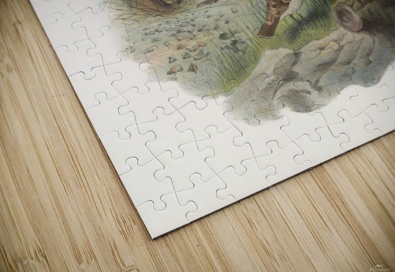 Chlamydodera maculata 1873 IStockHistory com Puzzle