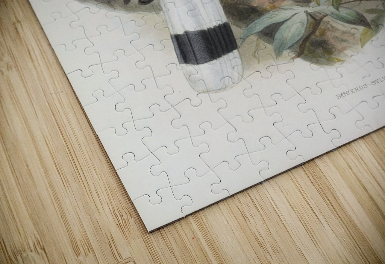 Buceros sylvestris 1882 IStockHistory com Puzzle