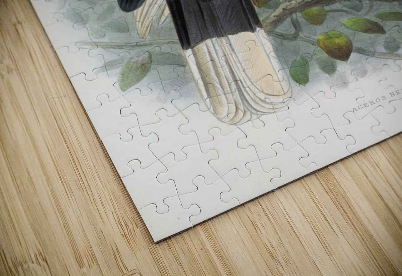 Aceros nepalensis 1882 IStockHistory com Puzzle