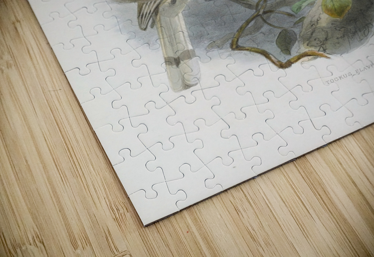 Tockus flavirostris 1882 IStockHistory com Puzzle