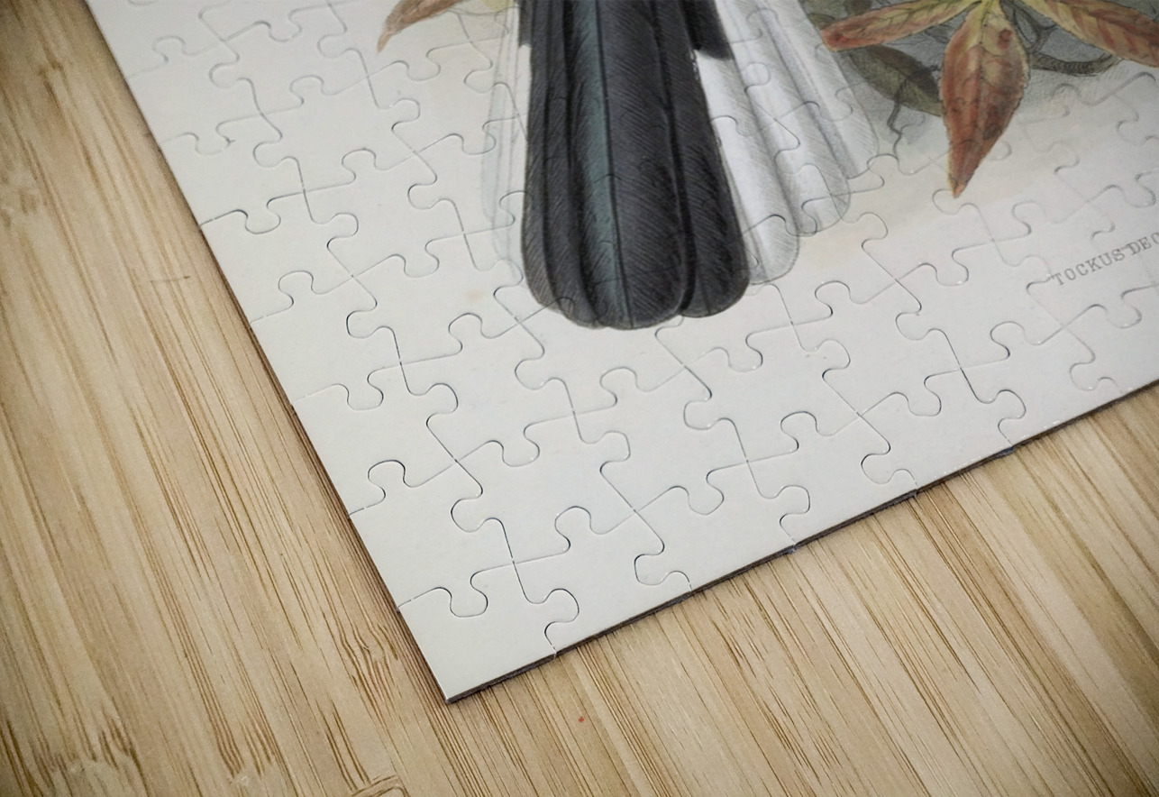 Tockus deckeni 1882 IStockHistory com Puzzle