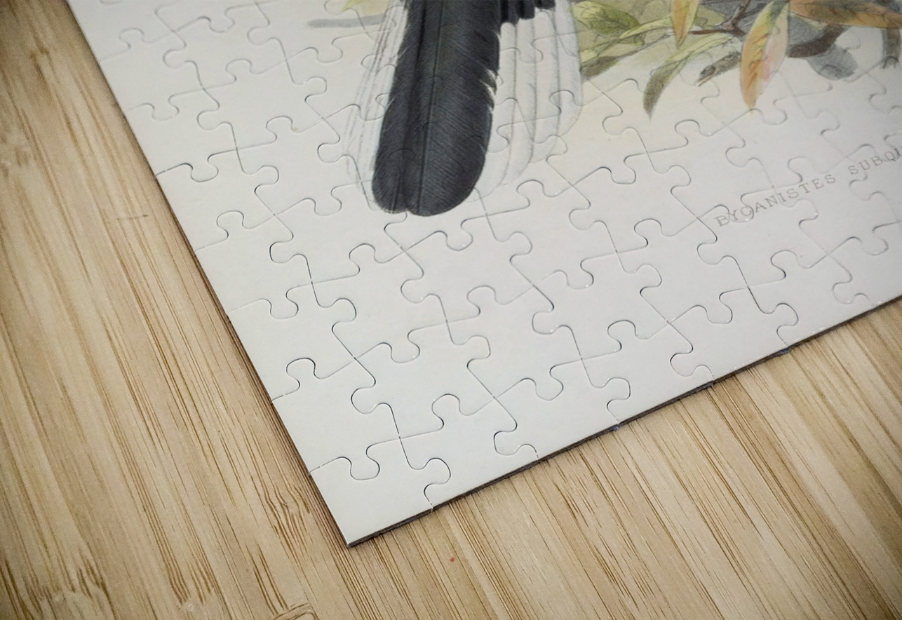 Bycanistes subquadratus 1882 IStockHistory com Puzzle