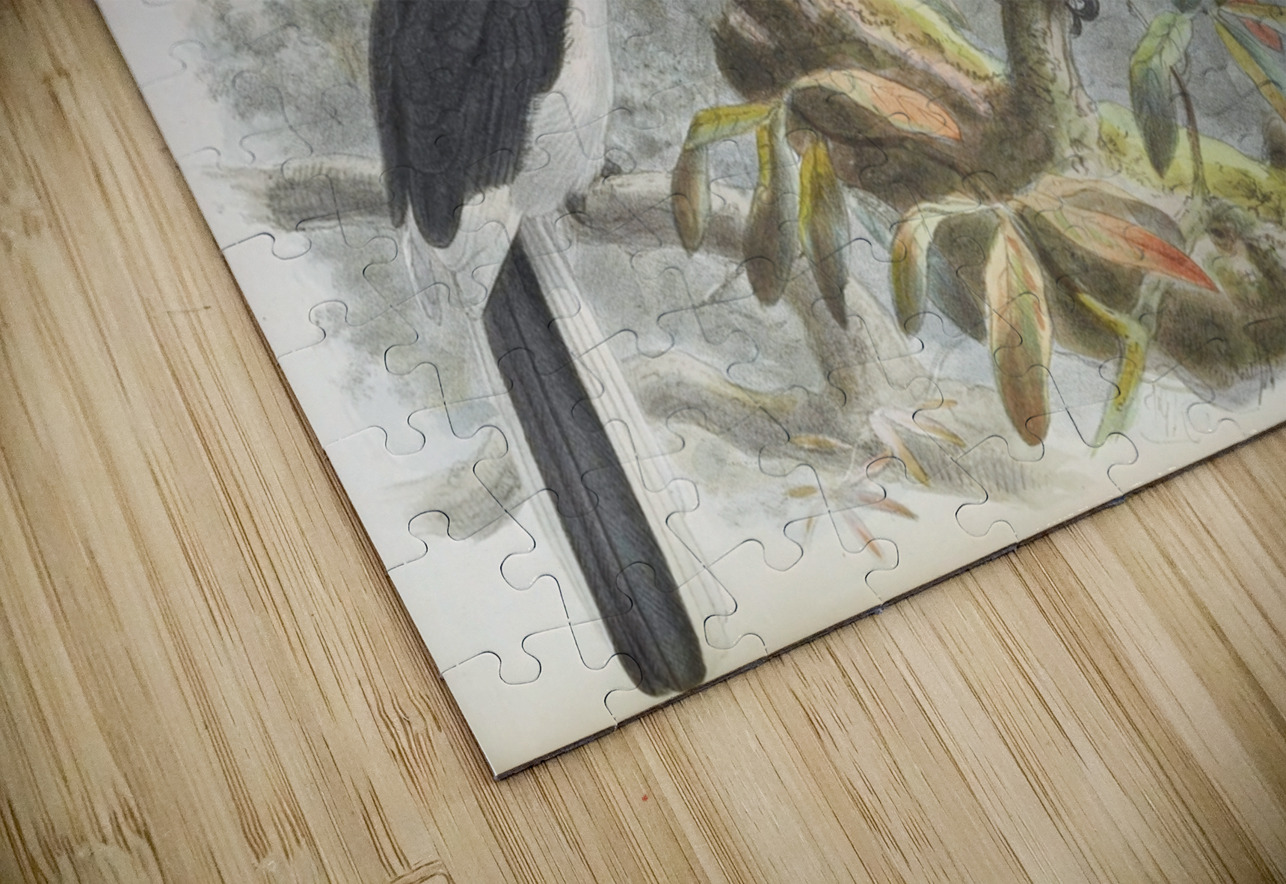 Anthracoceros coronatus 1882 IStockHistory com Puzzle