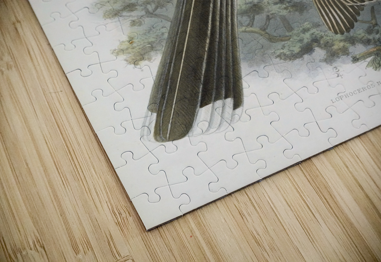 Lophoceros nasutus 1882 IStockHistory com Puzzle