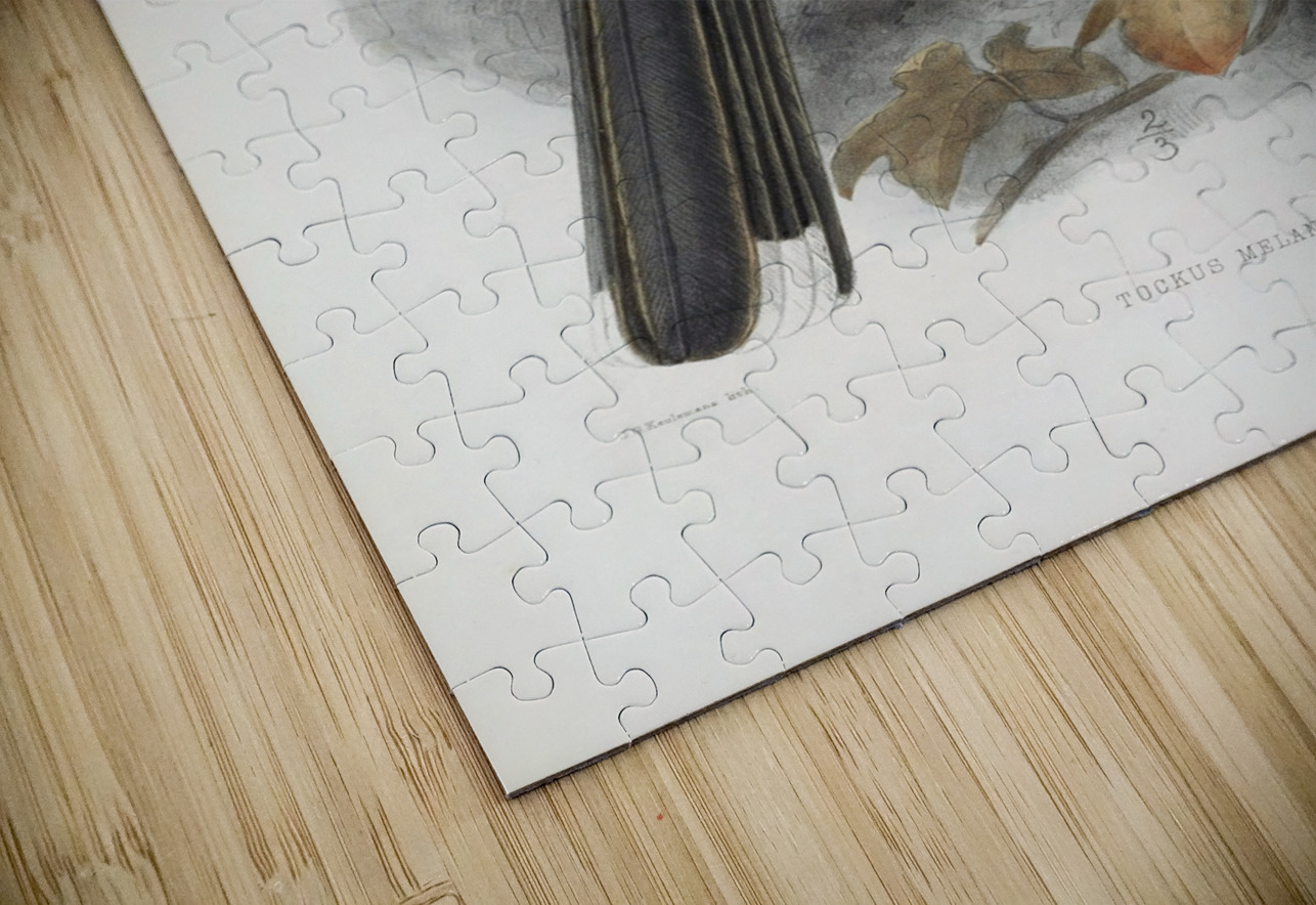 Tockus melanoleucus 1882 IStockHistory com Puzzle