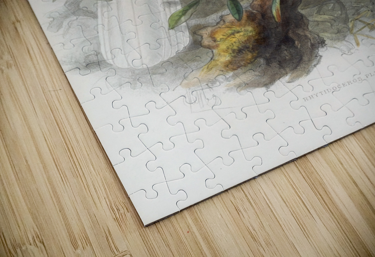 Rhytidoceros plicatus 1882 IStockHistory com Puzzle