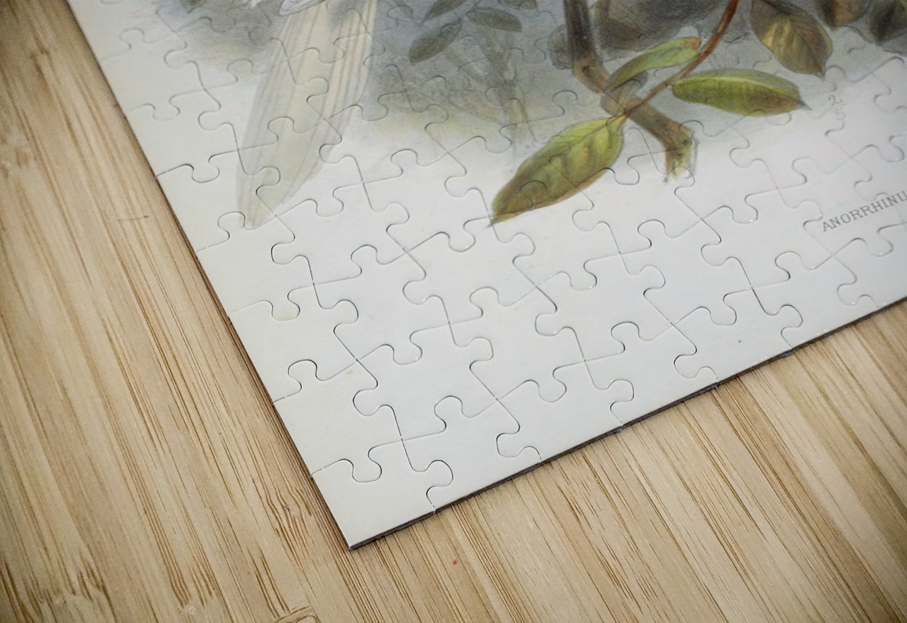 Anorrhinus comatus 1882 IStockHistory com Puzzle