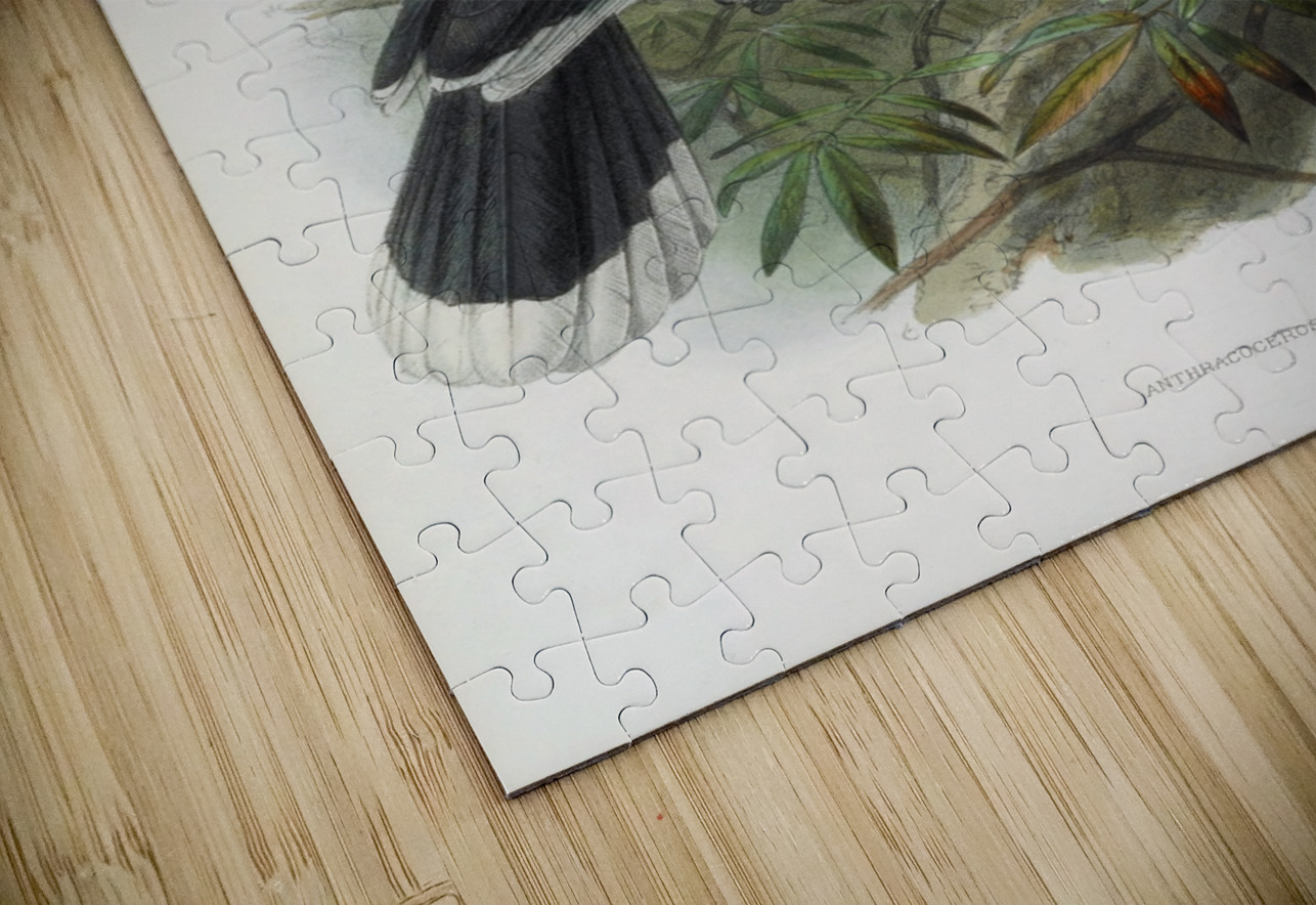 Anthracoceros malabaricus 1882 IStockHistory com Puzzle