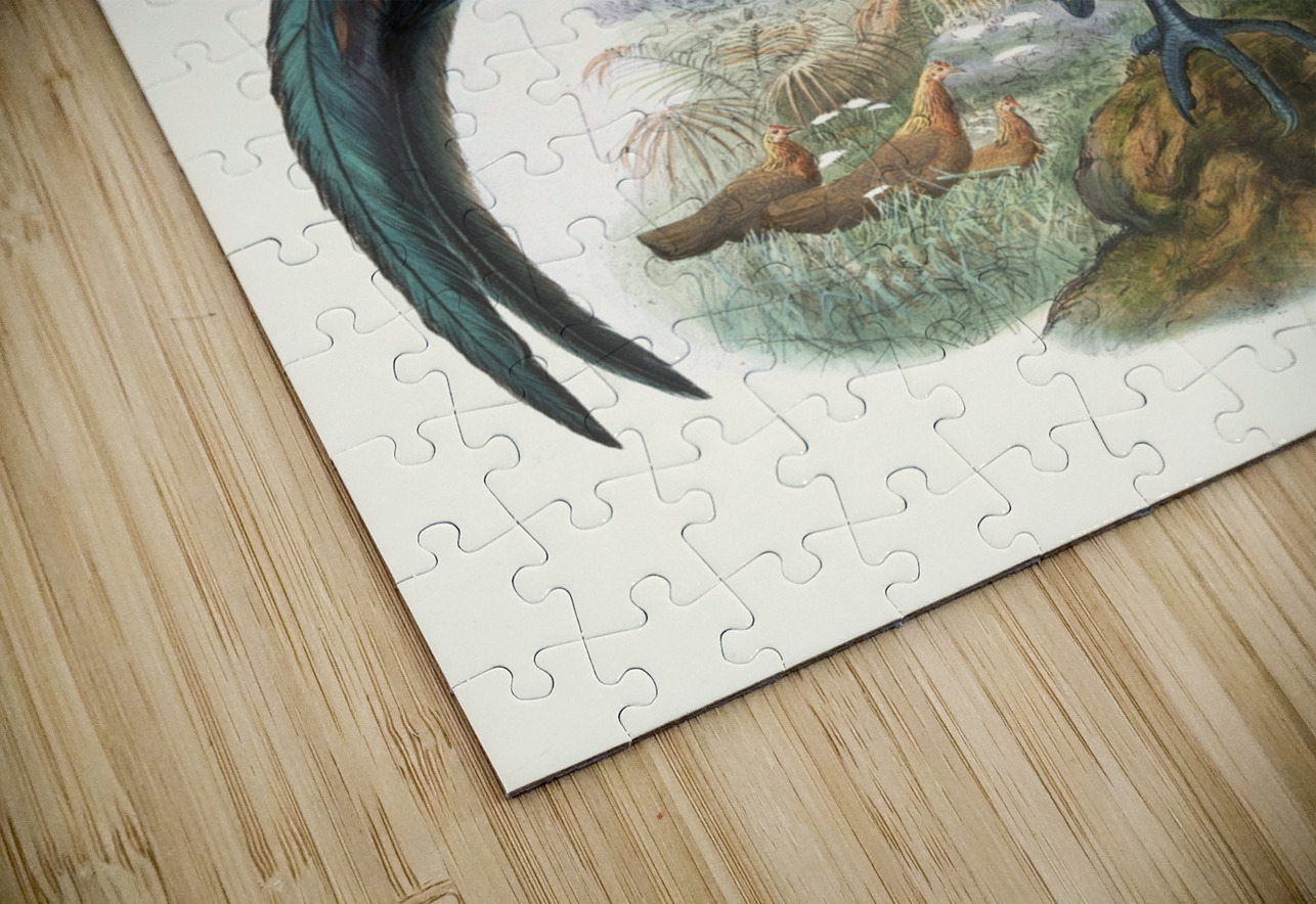 Gallus ferrugineus. 1872 IStockHistory com Puzzle