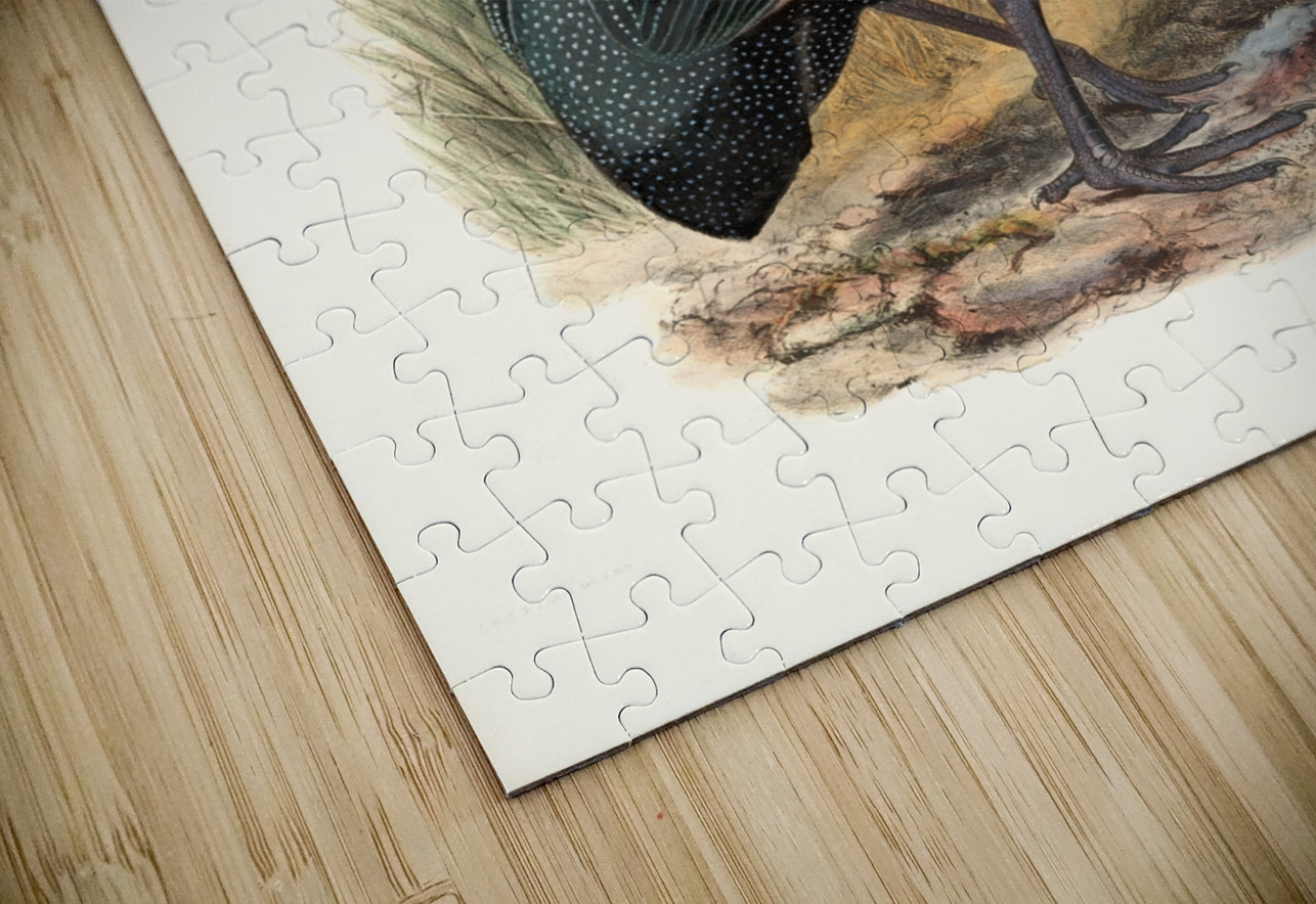 Numida Verreauxii. 1872 IStockHistory com Puzzle