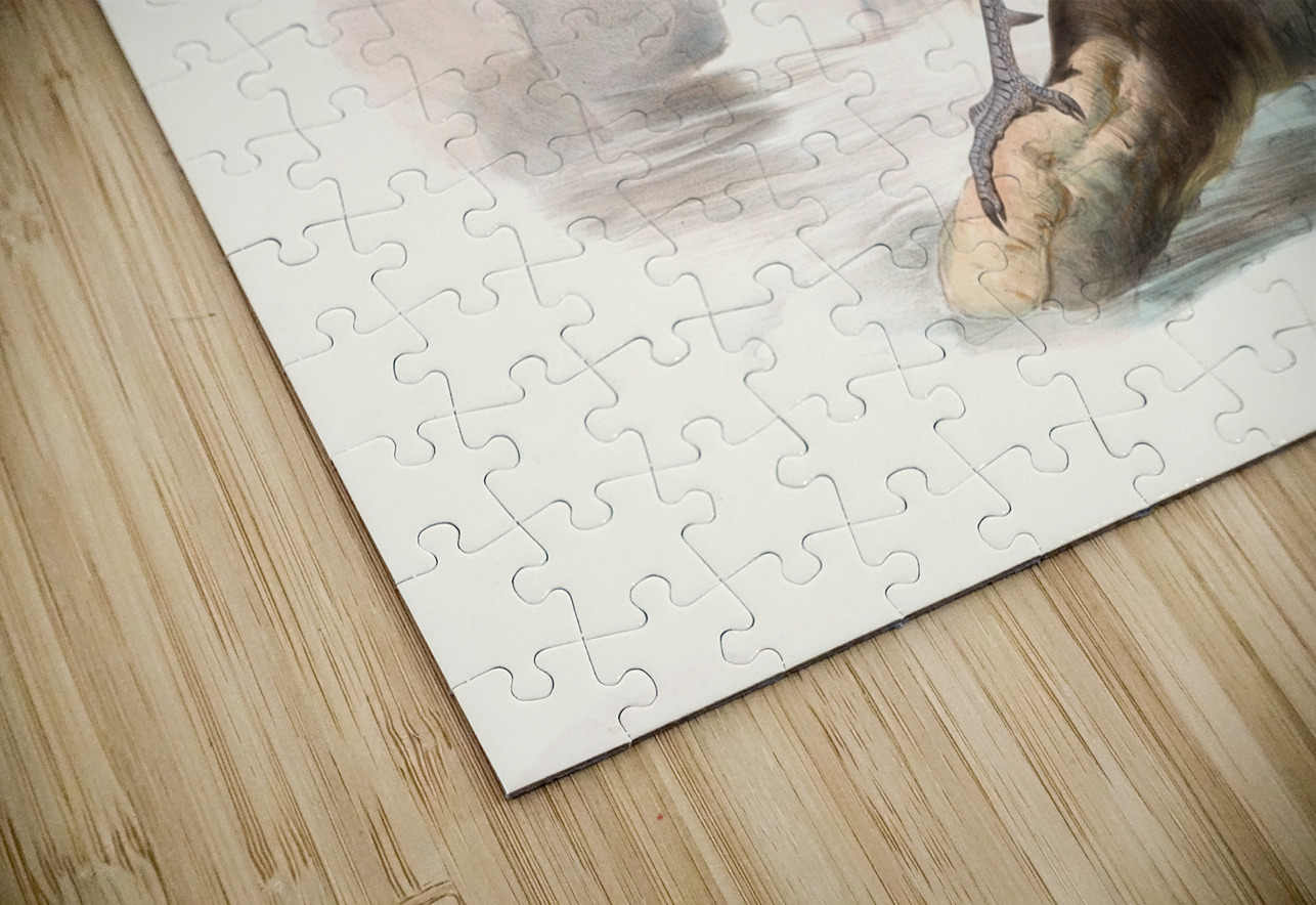 Purcasia Duvauceli. 1872 IStockHistory com Puzzle