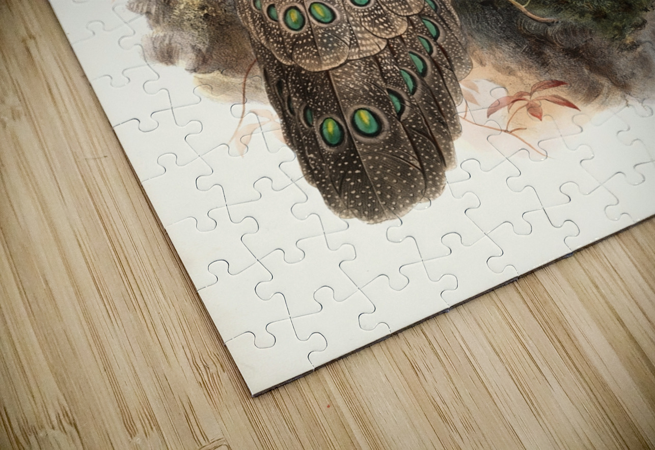 Polyplectron thibetanum. 1872 IStockHistory com Puzzle