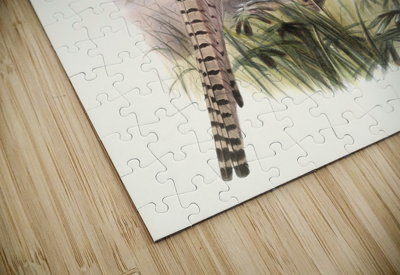 Phasianus Deccollatus 1872 IStockHistory com Puzzle