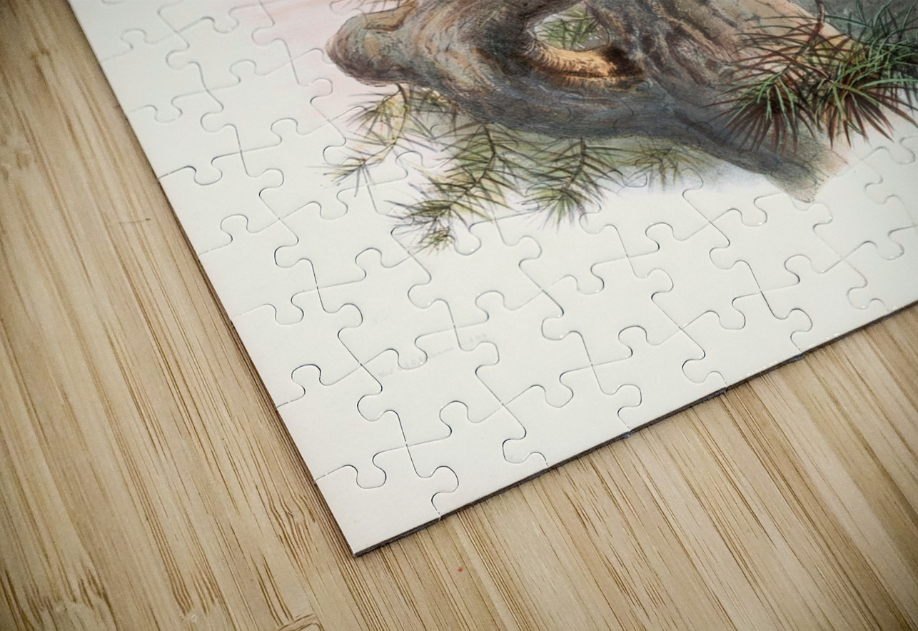 Ithaginis Geoffroyi. 1872 IStockHistory com Puzzle