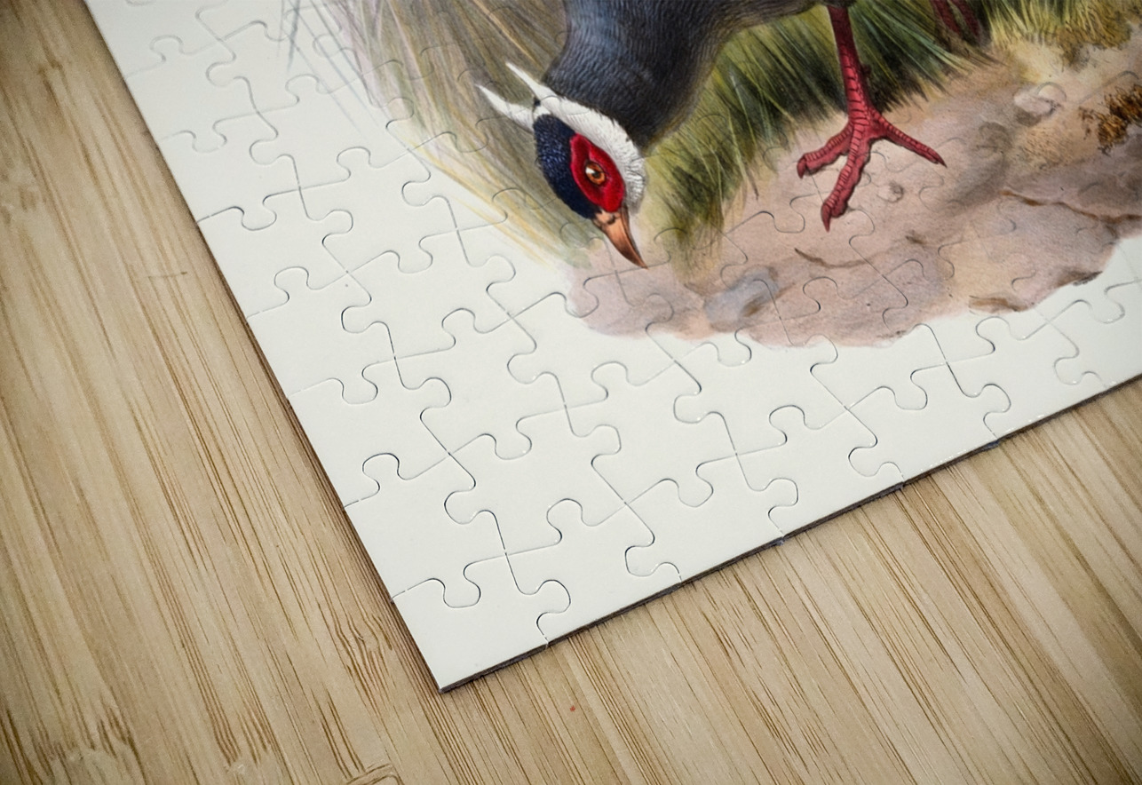 Crossoptilon auritum. 1872 IStockHistory com Puzzle