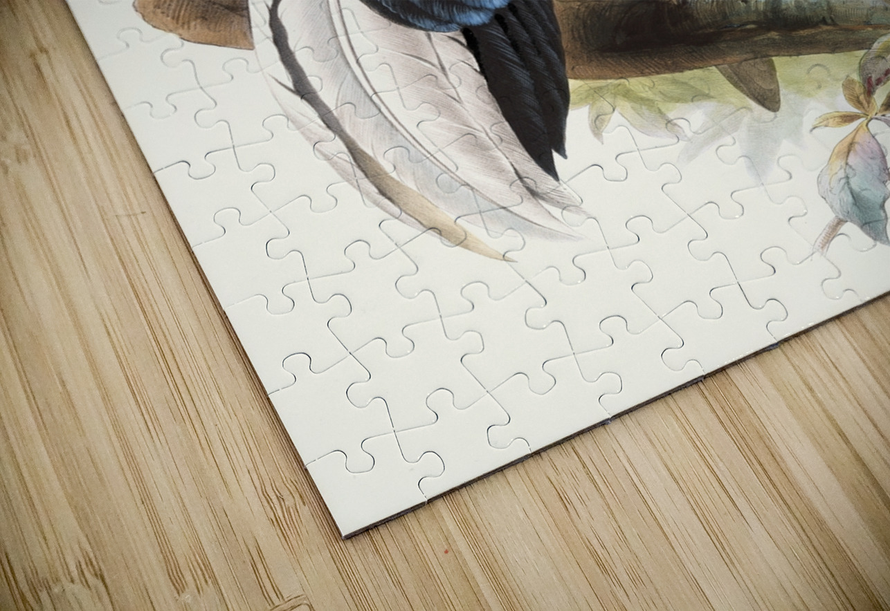 Euplocomus ignitus. 1872 IStockHistory com Puzzle