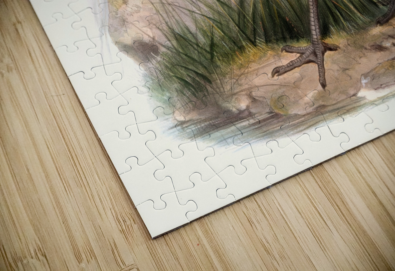 Numida ptilorhyncha. 1872 IStockHistory com Puzzle