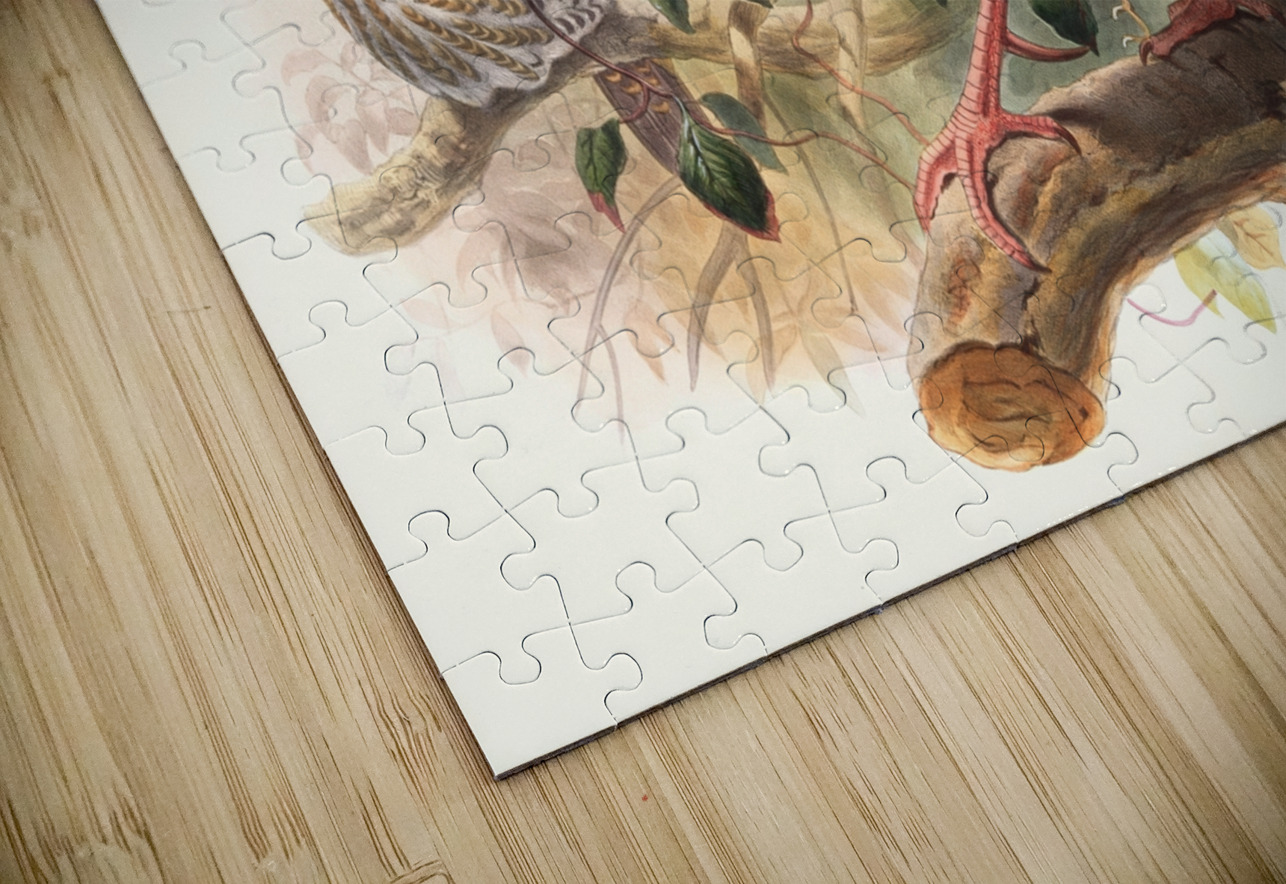 Euplocamus nobilis. 1872 IStockHistory com Puzzle