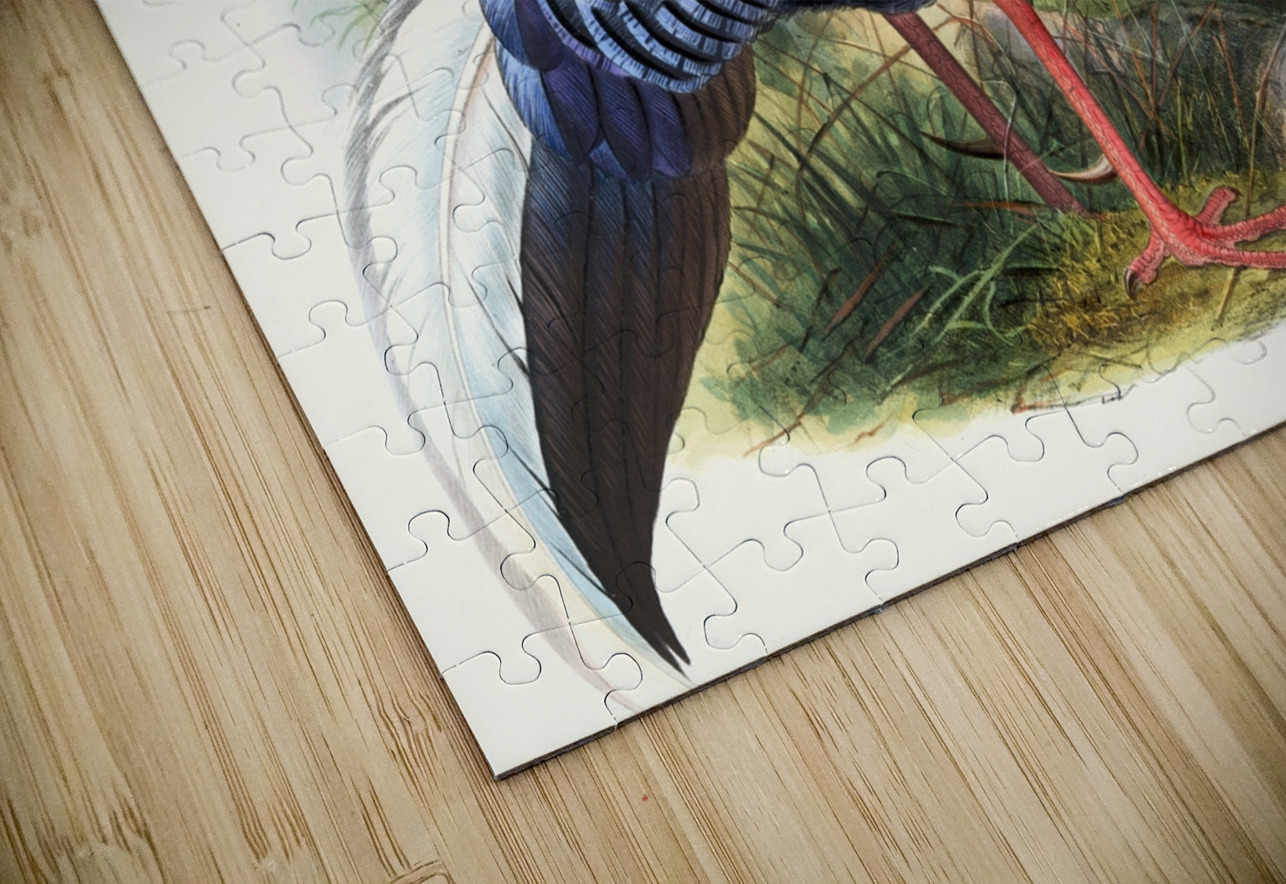 Euplocomus Swinhoei. 1872 IStockHistory com Puzzle