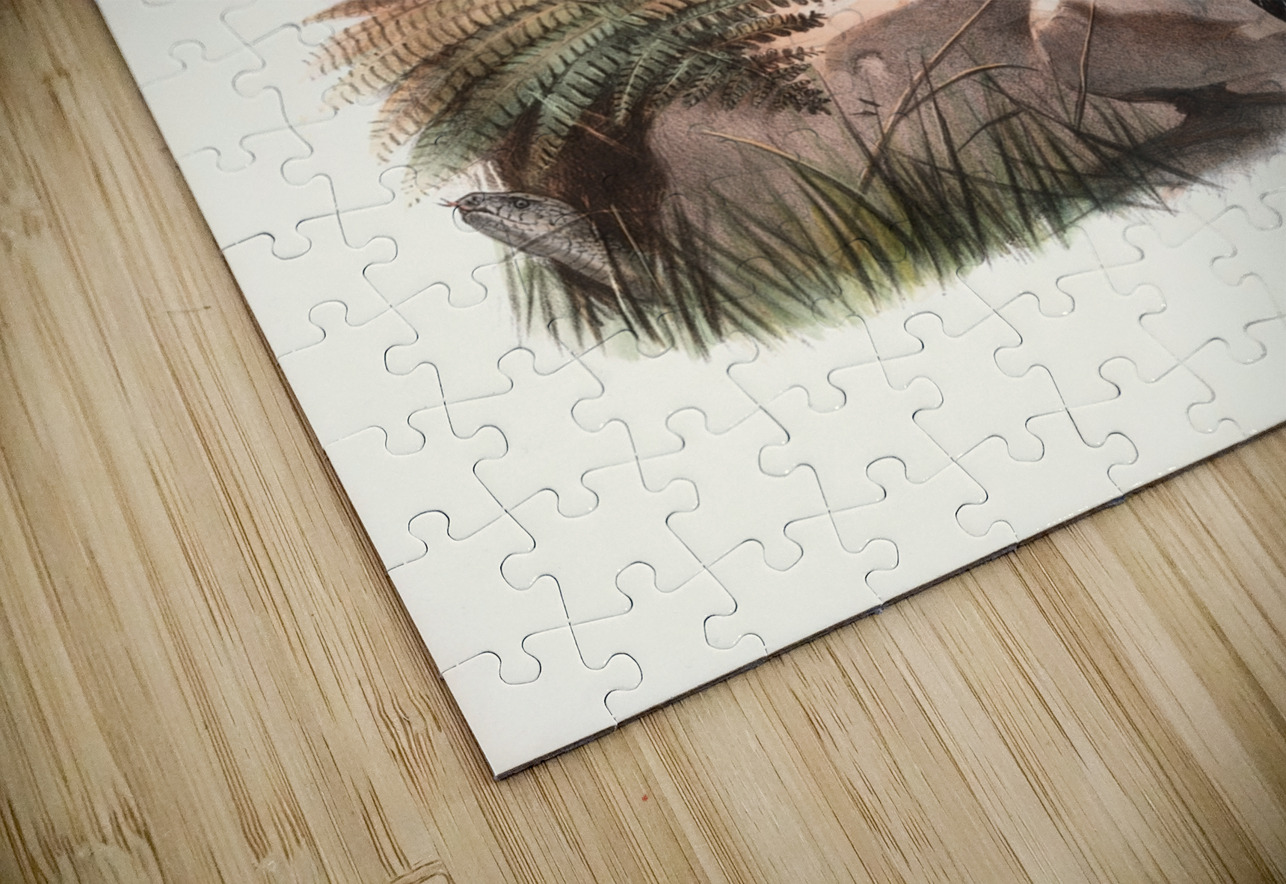 Euplocamus Andersoni. 1872 IStockHistory com Puzzle