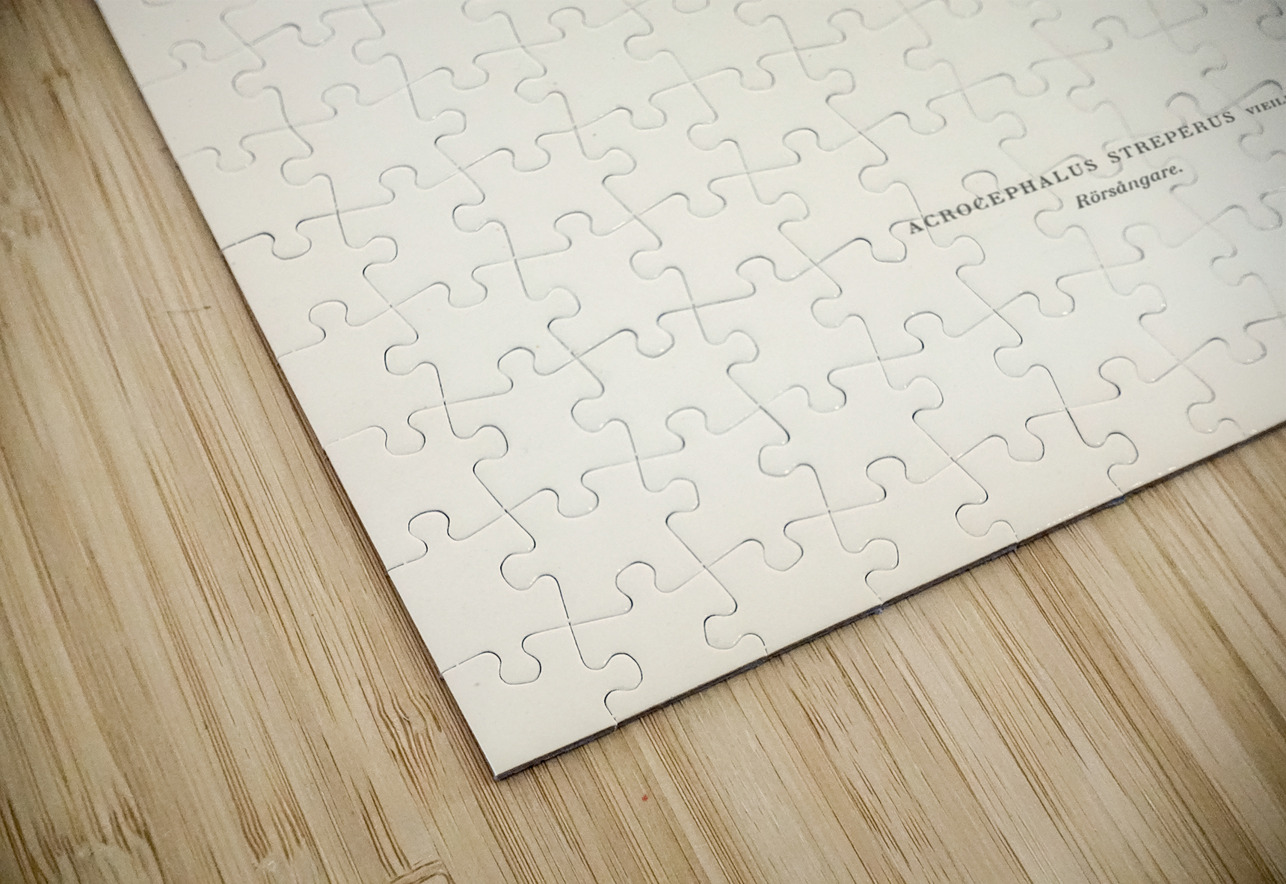 Red warbler Acrocephalus streperus IStockHistory com Puzzle