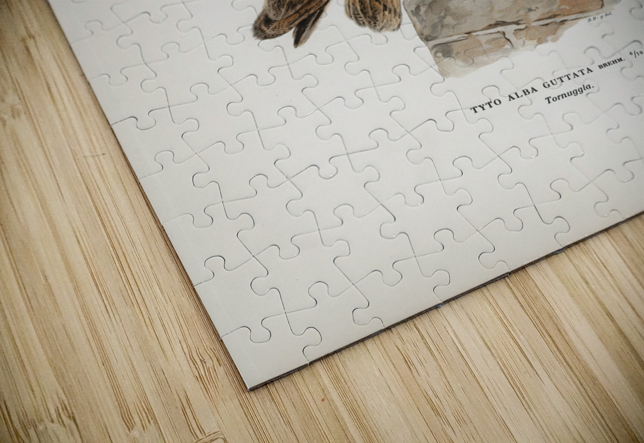 Tyto alba guttata owl IStockHistory com Puzzle