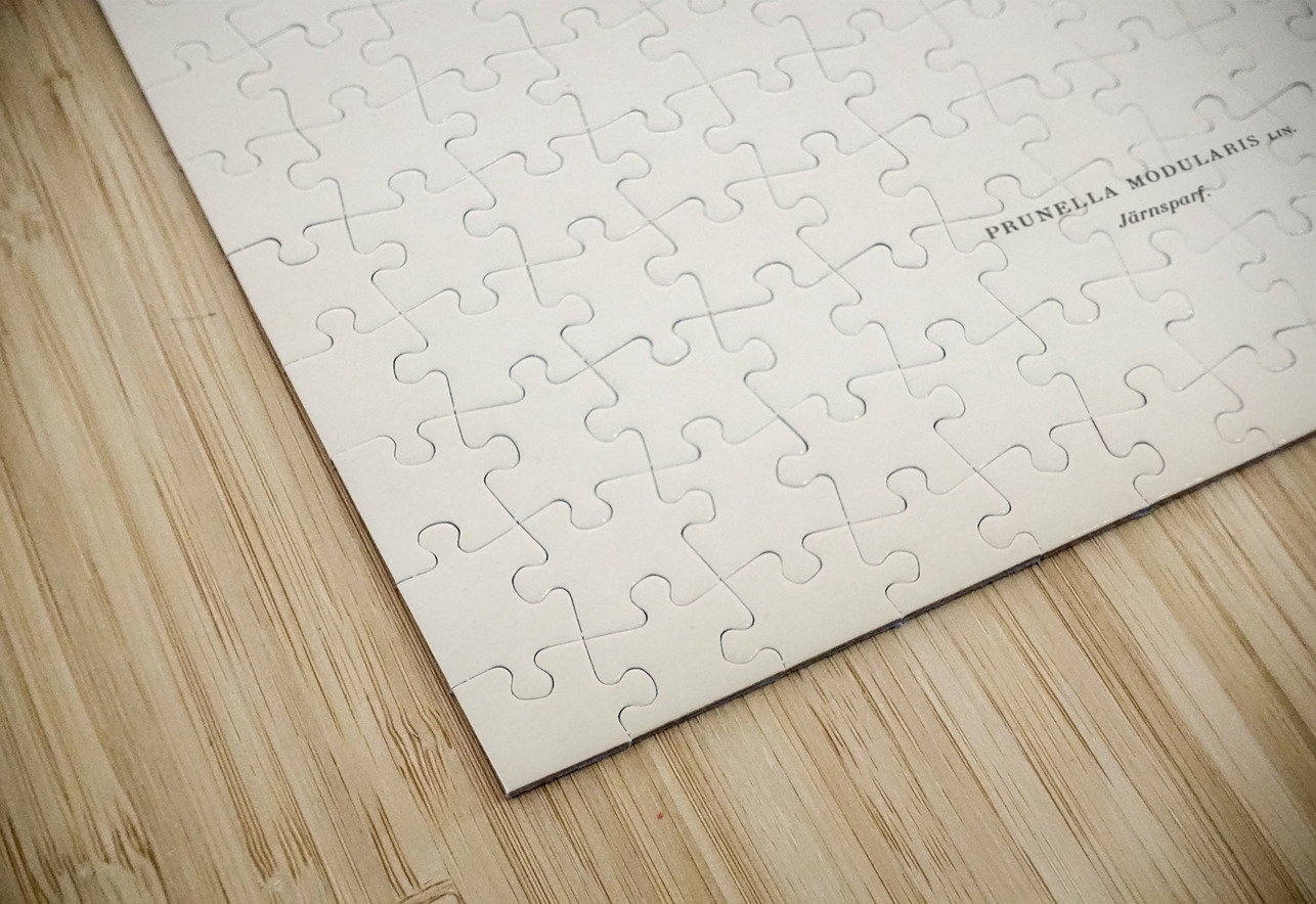 Prunella modularis IStockHistory com Puzzle