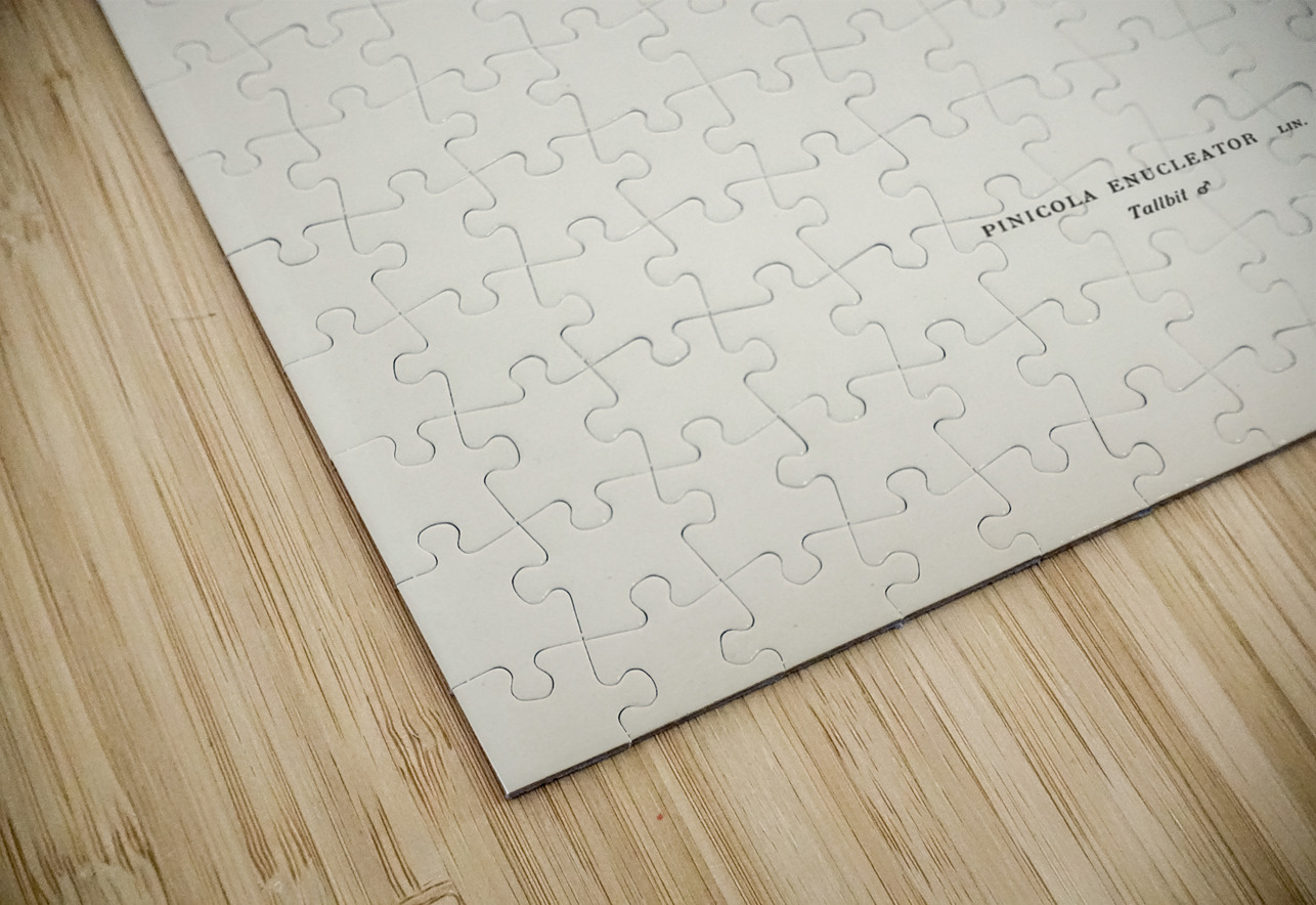 Pine Grosbeak male Pinicola enucleator IStockHistory com Puzzle