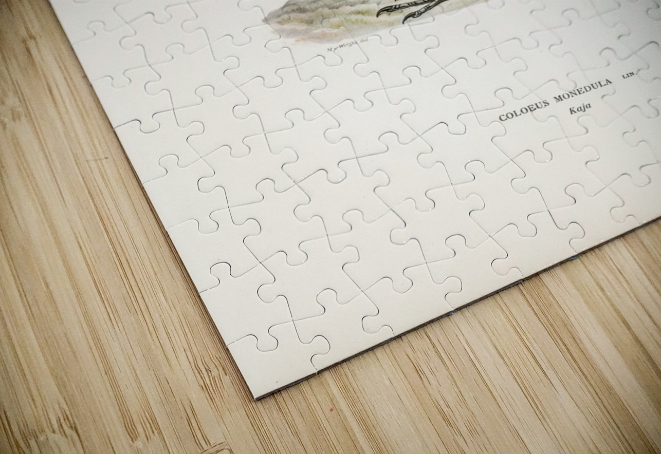 Coloeus monedula IStockHistory com Puzzle