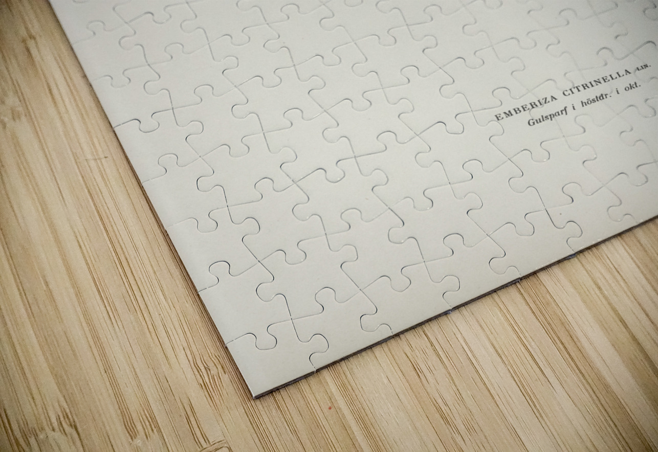 Yellowhammer Emberiza citrinella IStockHistory com Puzzle