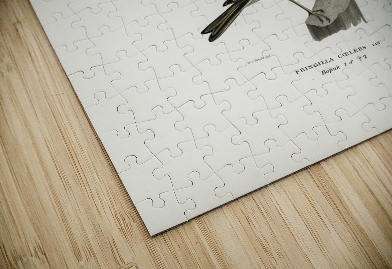 Chaffinch male Fringilla coelebs IStockHistory com Puzzle