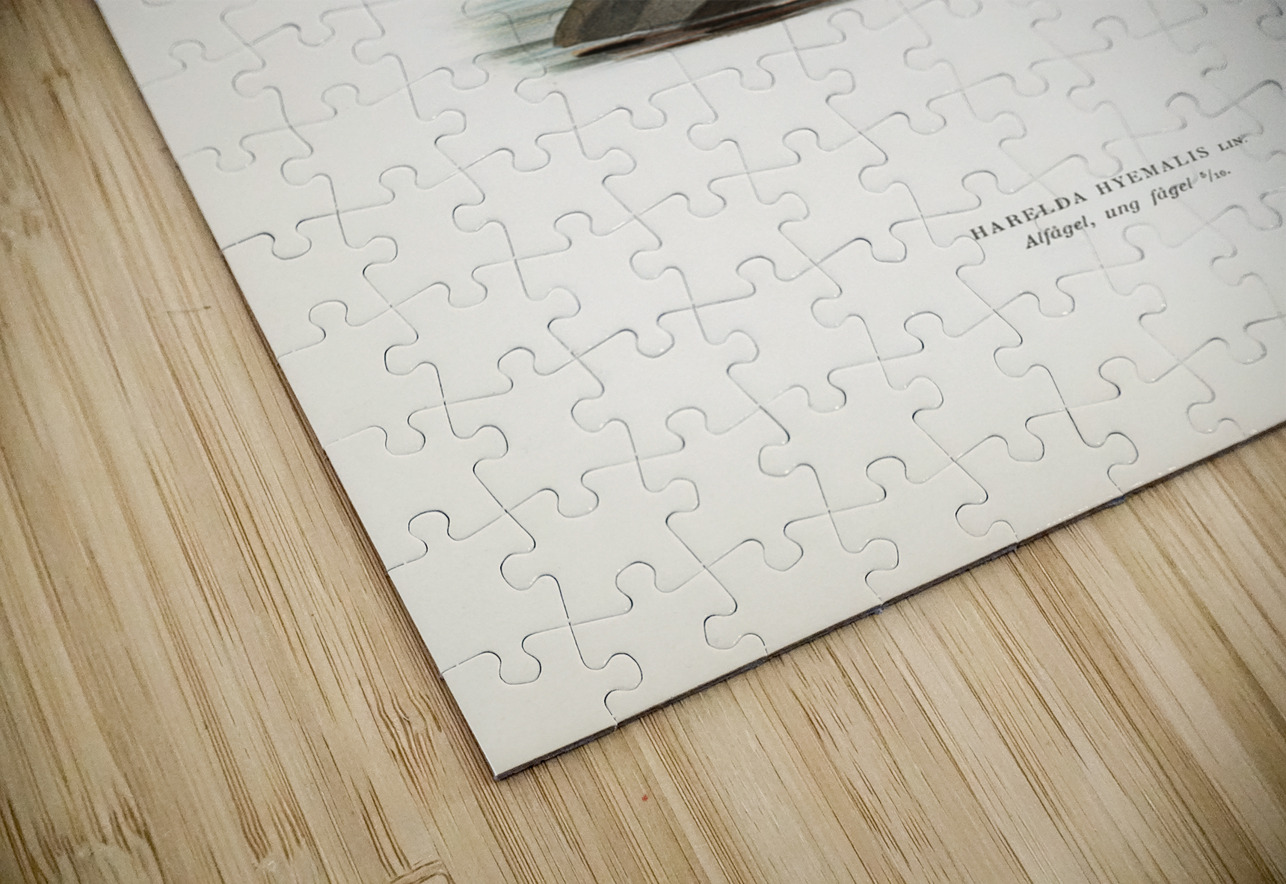 Long-tailed Duck Harelda hyemalis IStockHistory com Puzzle