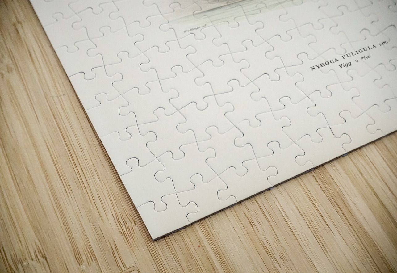 Ferruginous duck female Nyroca fuligule IStockHistory com Puzzle