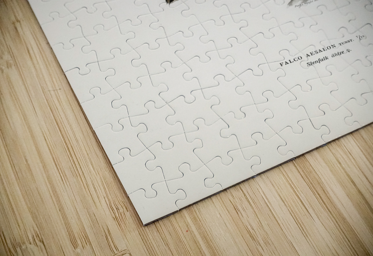 Merlin female Falco aesalon IStockHistory com Puzzle