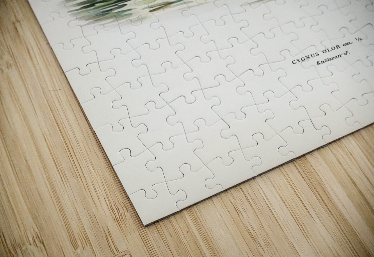 Mute Swan male Cygnus olor IStockHistory com Puzzle