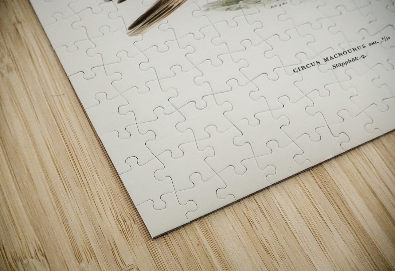 Pale Harrier Pallid Harrier female Circus macrourus IStockHistory com Puzzle