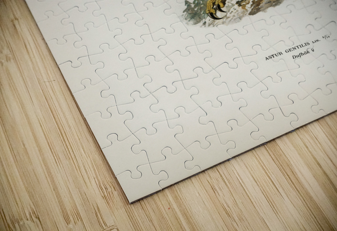 Goshawk female Accipiter gentilis IStockHistory com Puzzle